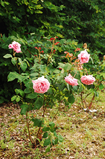 f0176458_2015114.jpg
