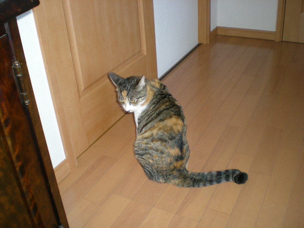 2009年8月31日(月)台風だけど雅な世界!_f0060461_23283456.jpg