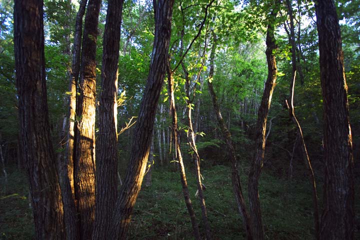 e0067463_61418.jpg