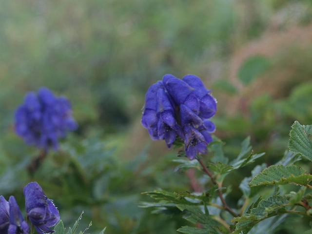 d0025568_20548.jpg