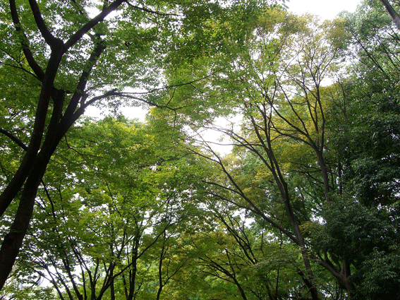 c0095679_2131549.gif
