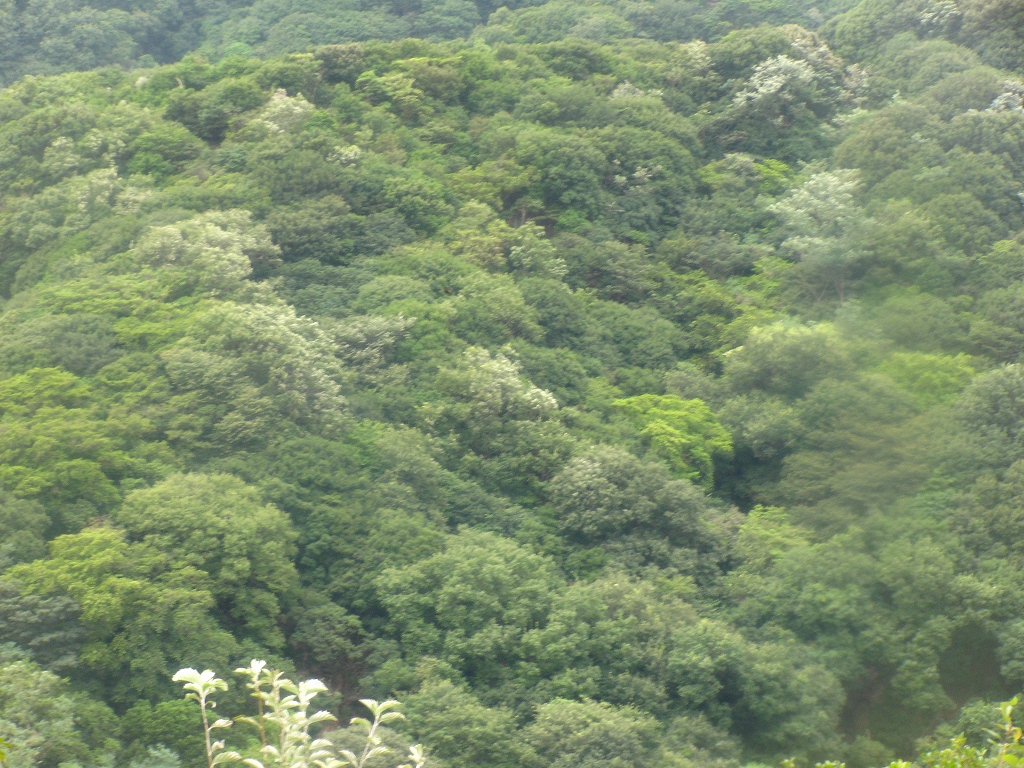 e0024081_1627168.jpg