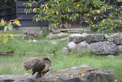 京都市動物園へ行きました_e0173183_23251971.jpg