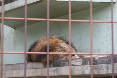 京都市動物園へ行きました_e0173183_23261078.jpg