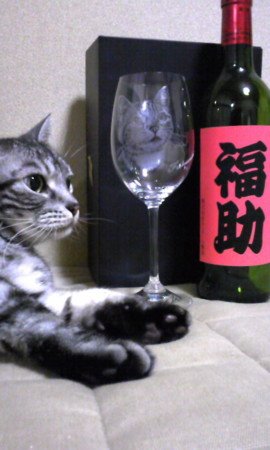 うれしいお写真 & わんこの手作りおやつ ver.2_f0062790_22432182.jpg