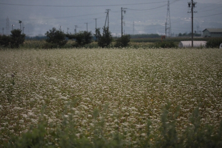 d0133693_8432051.jpg
