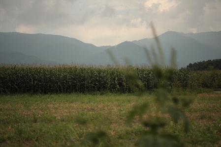 d0133693_8432634.jpg