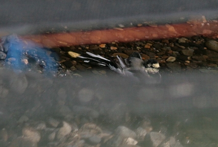 d0133693_8445896.jpg