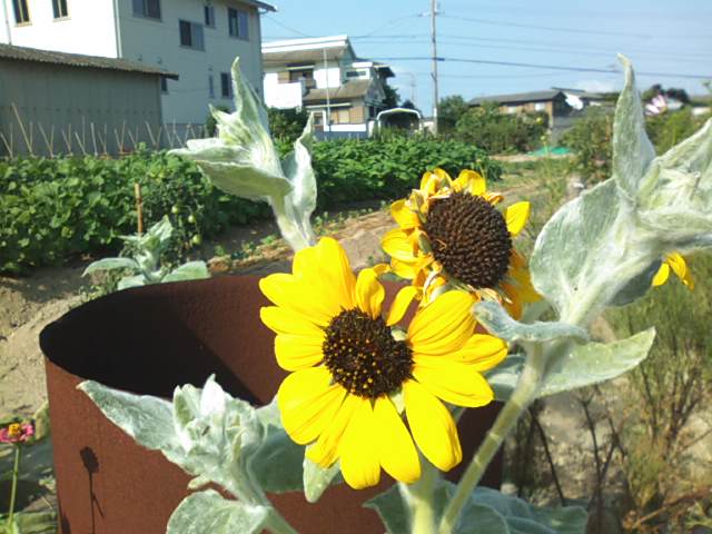 夏の名残と秋の気配_f0077595_1057861.jpg