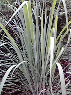 c0161301_2358343.jpg