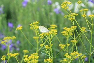 おみなえし　（秋の七草　5　　江戸の花）_c0187004_17364755.jpg