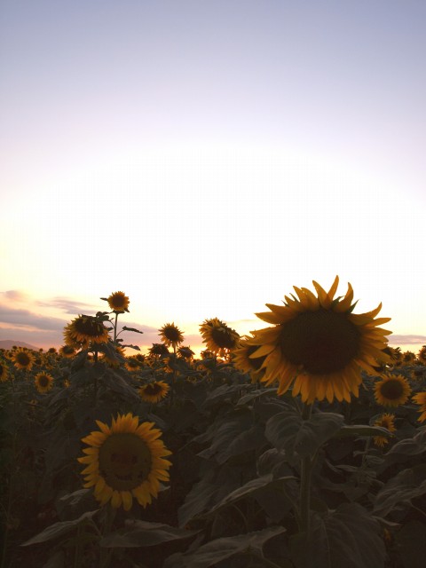 晩夏の笠岡ひまわり_e0074308_21115577.jpg