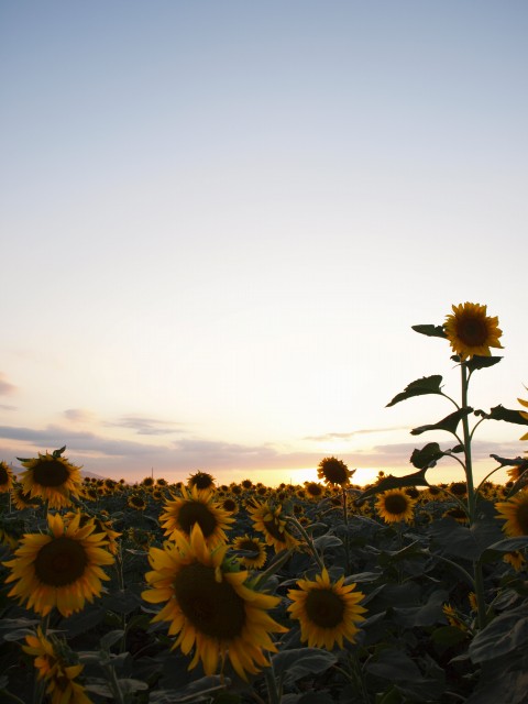 晩夏の笠岡ひまわり_e0074308_21123124.jpg