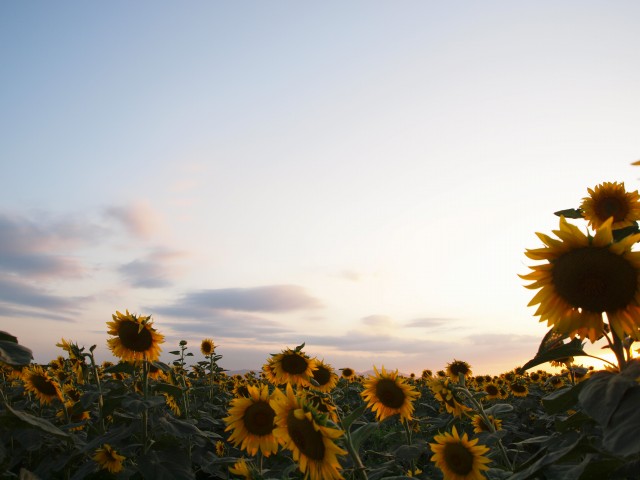 晩夏の笠岡ひまわり_e0074308_2153103.jpg