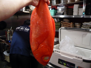 初物!新イカ_f0157910_14413555.jpg