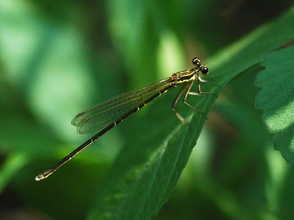 c0045352_17161492.jpg