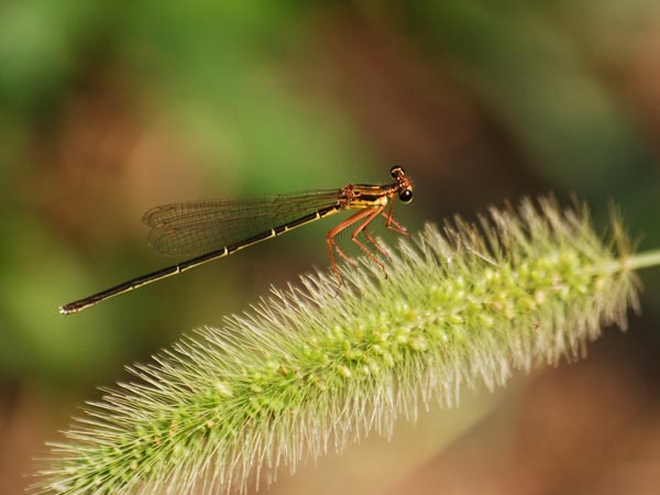 c0045352_17162981.jpg