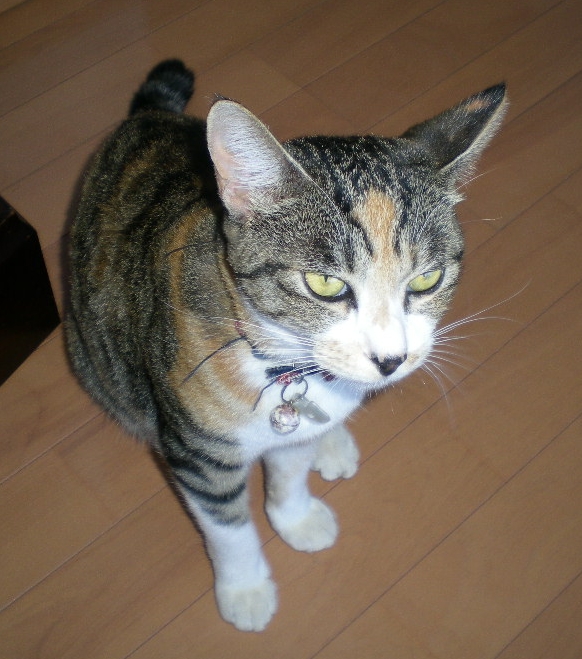 2009年9月1日(火)台風一過の愛ちゃん一家!_f0060461_1931341.jpg