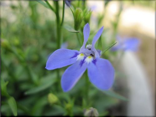 カンパニュラ ベルフラワー 乙女桔梗 の んびり カンパニュラ ベルフラワー 乙女桔梗 の んびり
