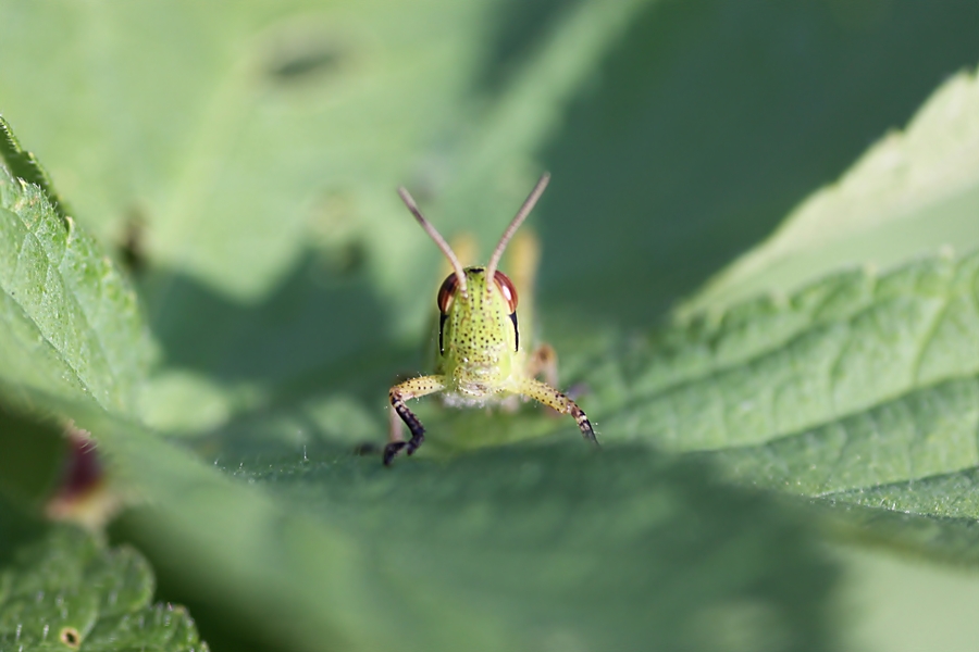 今年も、夏の終わりの昆虫採集_d0130286_23055100.jpg