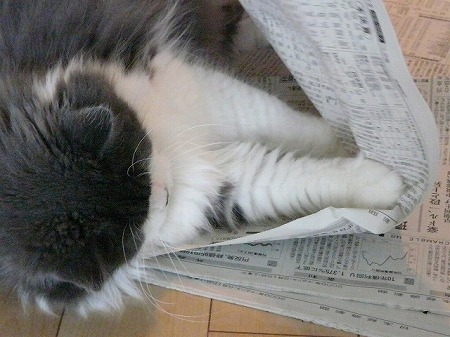 かまってほしくて・・・_e0160595_22572313.jpg