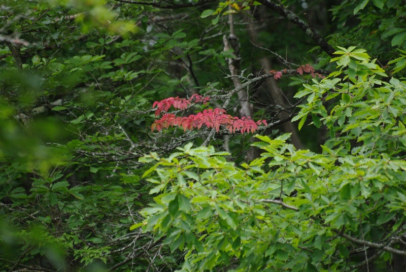 栃木県_e0034313_20175315.jpg