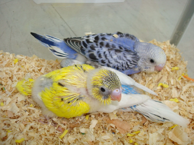 ウサギ・ハムスター・インコ・モルモット_f0189122_16571724.jpg
