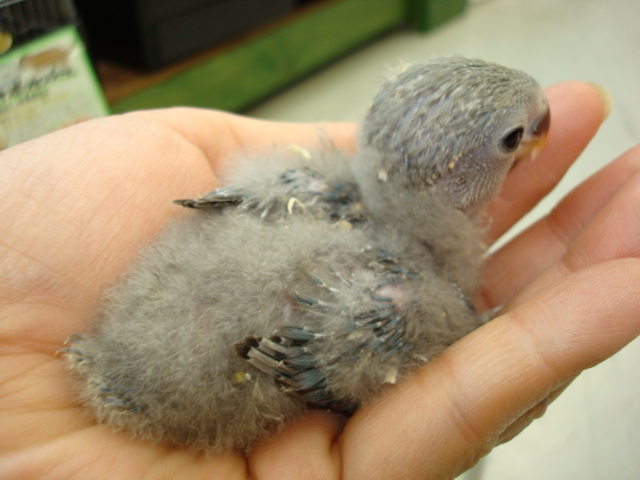 ウサギ・ハムスター・インコ・モルモット_f0189122_16581188.jpg