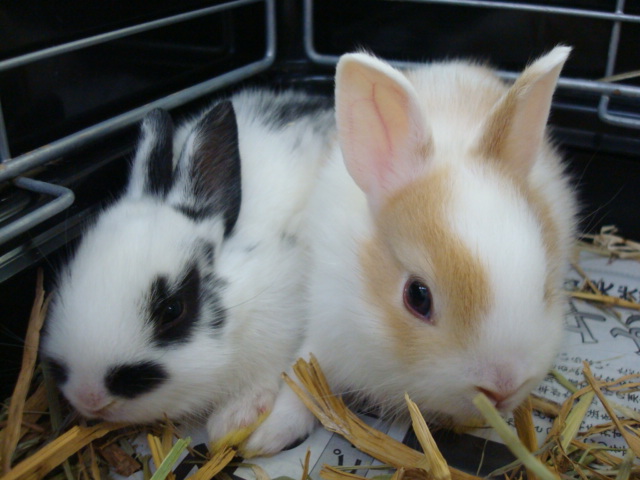 ウサギ ハムスター インコ モルモット ペットメイト西宮店の生体ブログ