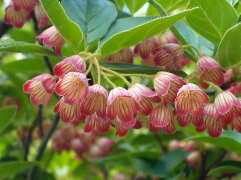 サラサドウダン ツツジ科 ドウダンツツジ属 いつか 軽井沢の空で