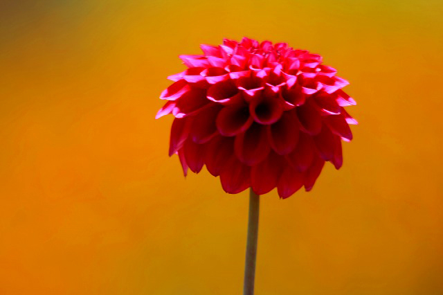 花ボンボン 花詩集