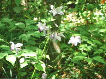 湿生花園と温泉_f0197246_2324552.jpg