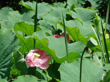 湿生花園と温泉_f0197246_2335791.jpg