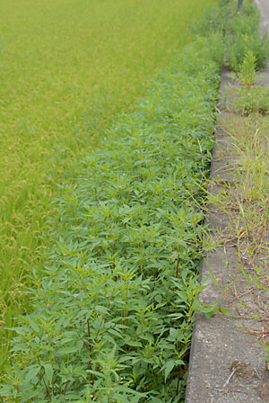 c0145453_2345399.jpg