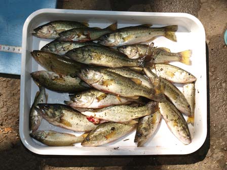 宅部池魚類調査 狭山公園だより 宅部池魚類調査 狭山公園だより