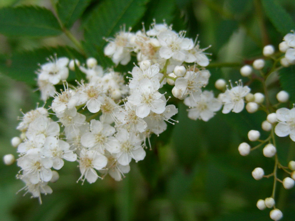 夏の名残りのお花たち♪_b0096584_14594154.jpg