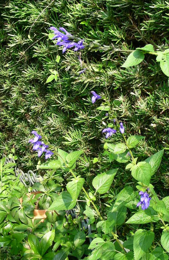 夏の名残りのお花たち♪_b0096584_1459750.jpg