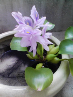 ほてい草_a0124588_17504321.jpg