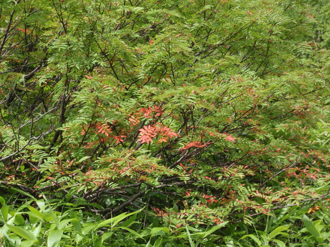 b0116703_8243640.jpg