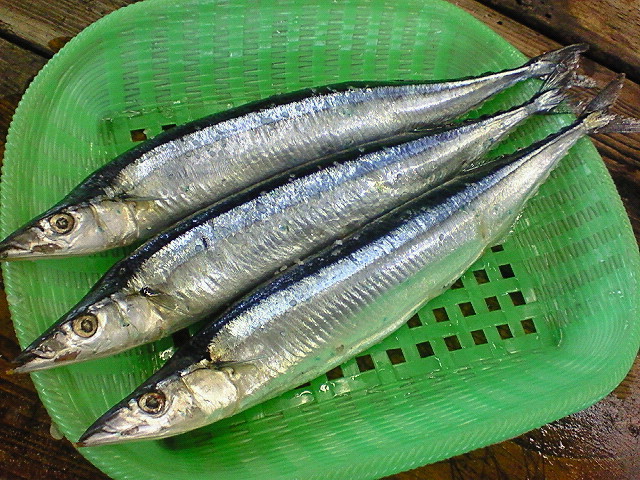 塩サンマ 玉島魚市場 お魚情報