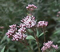 c0187004_17152993.jpg