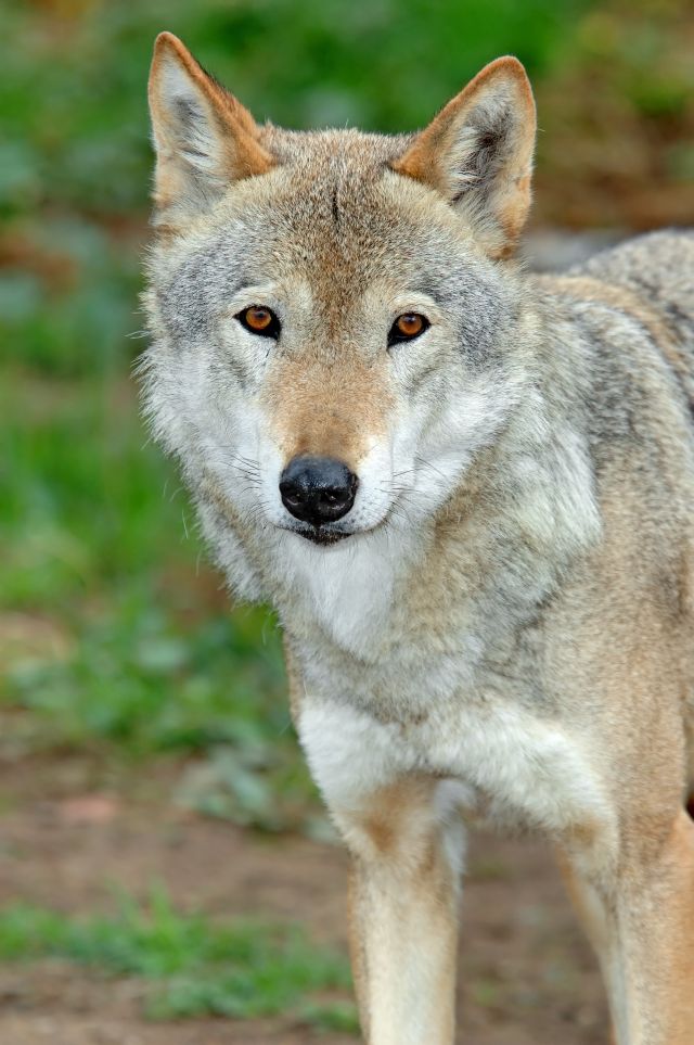 イヌの起源は揚子江の南にいた100匹ほどのオオカミから16000年ほど前に家畜化された_c0025115_19493390.jpg