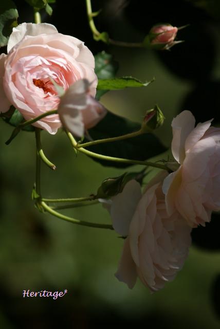 f0170524_1254166.jpg