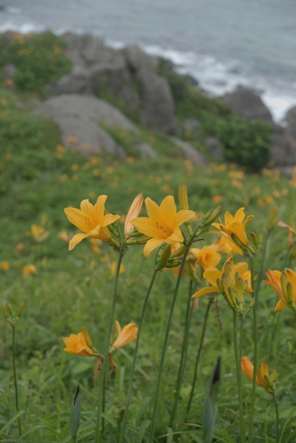 八戸・葦毛崎(あしげざき)の花1　ニッコウキスゲ_c0027027_164554100.jpg