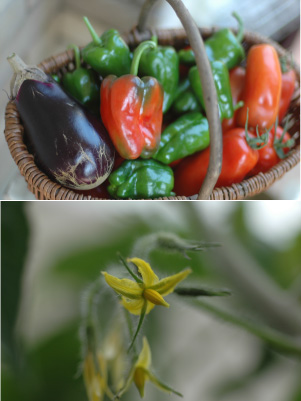 夏野菜と野菜の花たち_f0188237_2334415.jpg