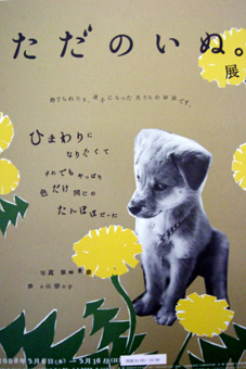 ただのいぬ。プロジェクト_c0191542_11301838.jpg