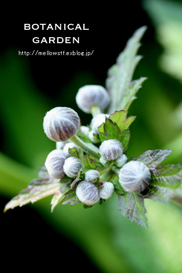 - のんびりお散歩 - 【 GOLDEN GATE PARK botanical garden 】_d0124248_16335952.jpg
