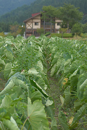 c0145453_015884.jpg