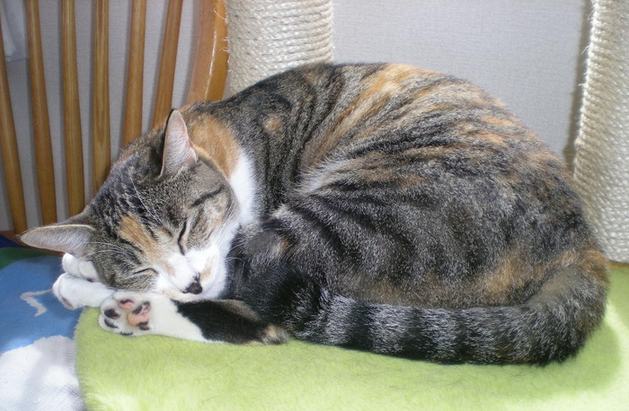 2009年9月3日(木)愛ちゃんの受難の日再び!_f0060461_20545239.jpg