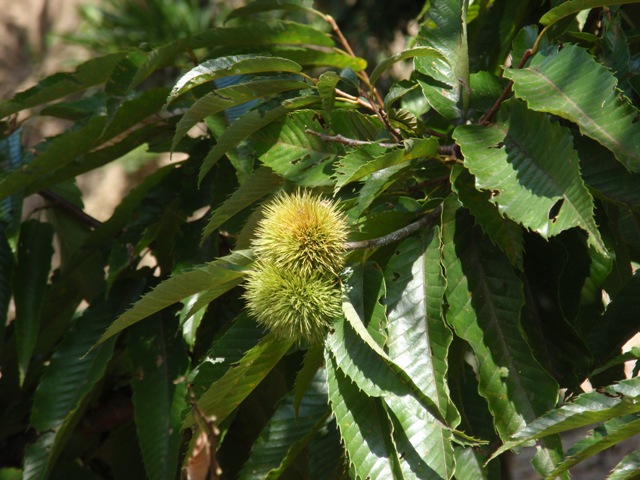 e0185369_2317026.jpg